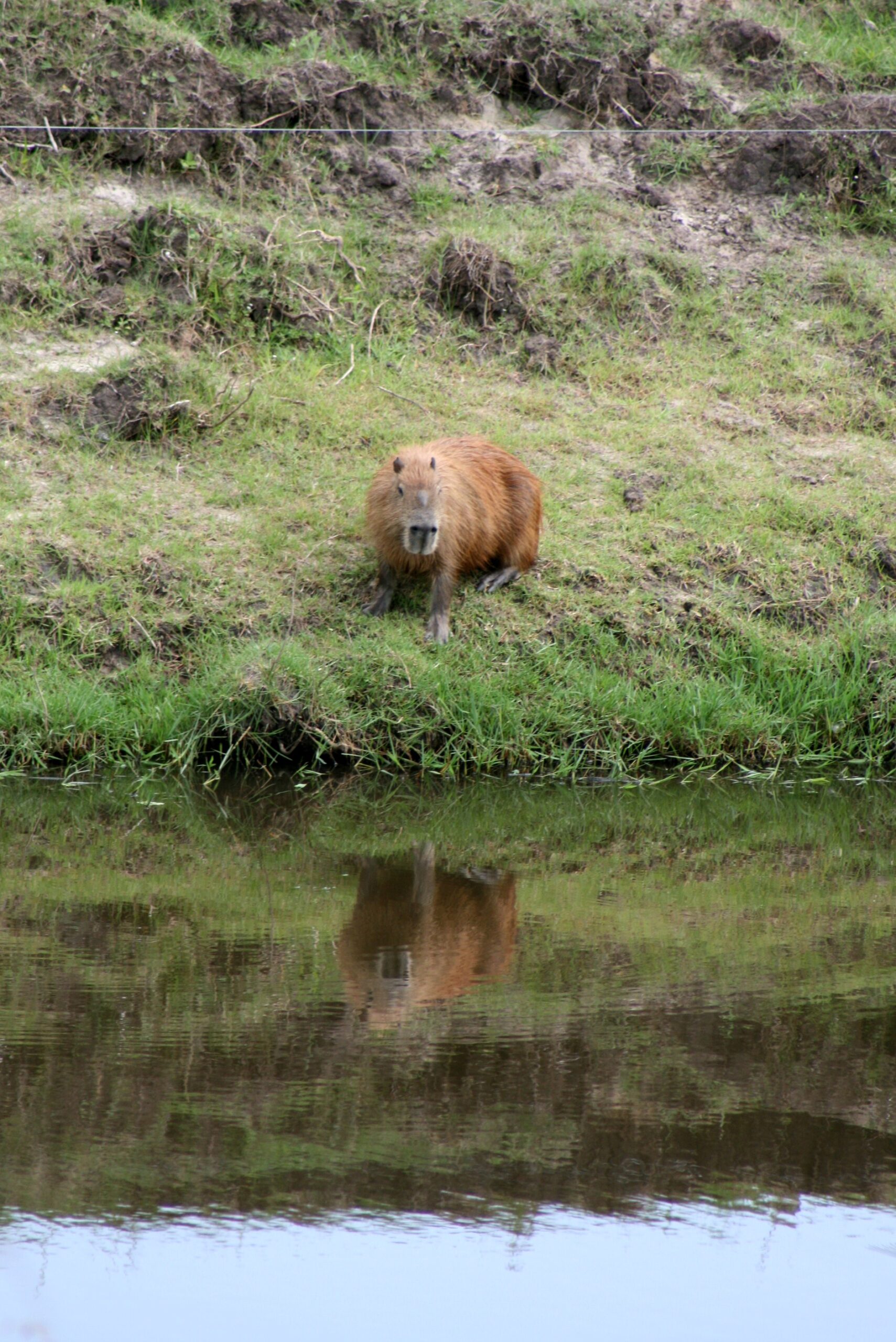 Capivara e seu reflexo na água na reserva ecológica do Taim.